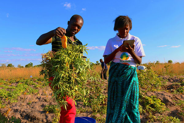 Young people and agriculture in Africa – new report