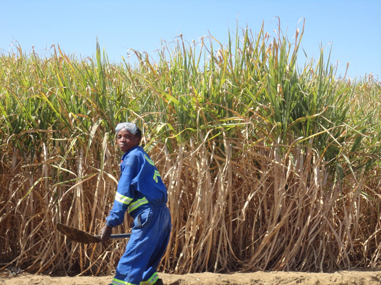 Sugarcane farming in Zambia