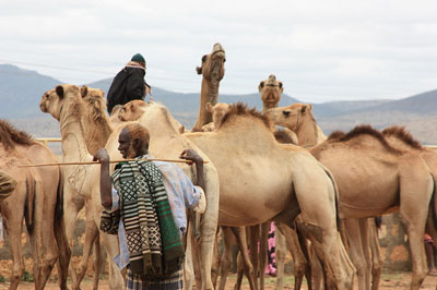 Pastoralism in Ethiopia: new briefings and paper