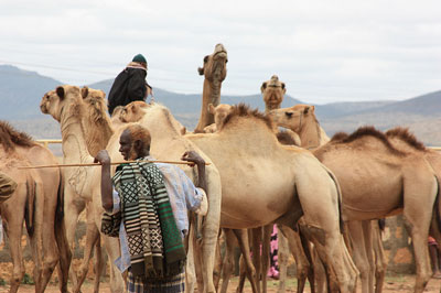 camel trader