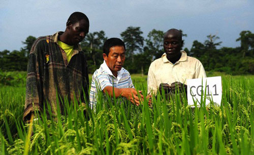 World Development Special Issue: China and Brazil in African Agriculture