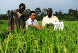 Working paper series: China and Brazil in African Agriculture