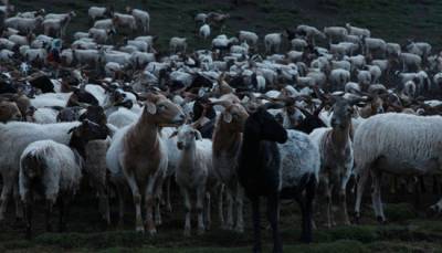 How pastoralists innovate: stories from the highlands of China