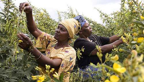 Women inspect pigeonpea at flowering time