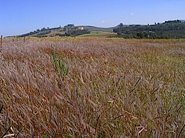Ethiopia_grass