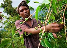 coffee-picking