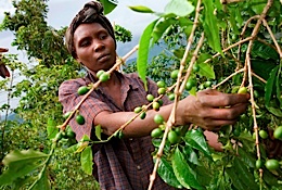 coffee_picking