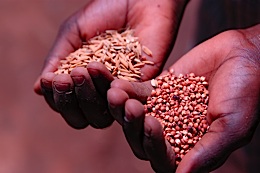 Nairobi hosts food security meeting