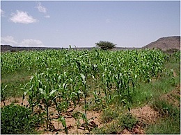 maize_smallholder