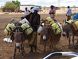 pastoralist_donkeys