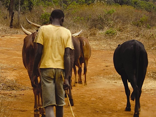 Livestock, Land, the Changing Political Economy of Pastoralism in Laikipia: Pathways to Strengthen Pastoralist Livelihoods