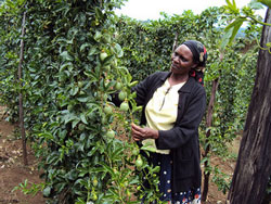 Kenya-farmer1