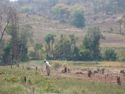 Mozambique forestry