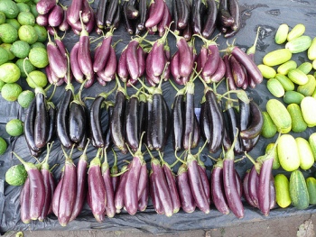 Youth and farming in Senegal