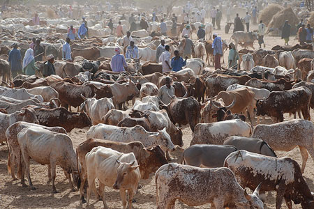 Is the Livestock Revolution ‘supply driven’?