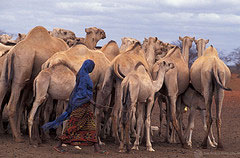 Woman herding camels