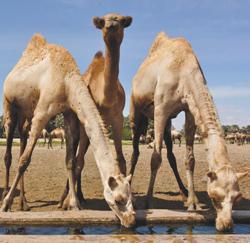 camels