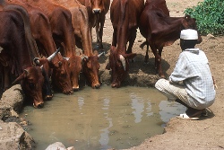 Studies on the economic contributions of livestock in North and East Africa