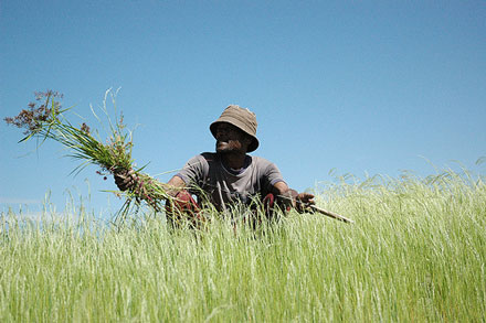 Harvesting a cereal crop in Ethiopia