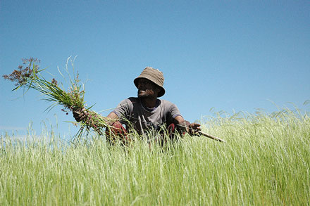 Transforming Africa through agriculture