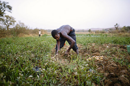 Man gardening