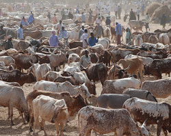 Opening ‘policy space’ for pastoralism in Kenya