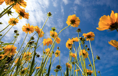 sunflowers