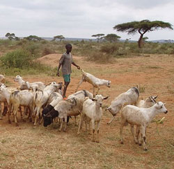 Does the ‘heifer-in-trust’ model work for social protection?