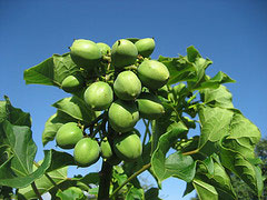 Jatropha, Mozambique