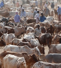 Project: The politics of changing pastoral livelihoods in the Horn of Africa