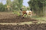 Land grabbing conference, October 2012, USA