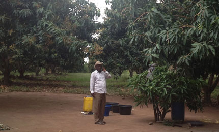 Abel T. Mensah, mango farmer