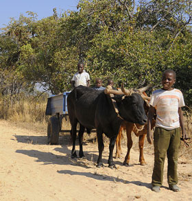 Displacement and changing labour in Zimbabwe’s farms