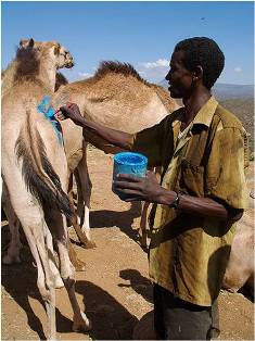 The Future of Pastoralism in Africa