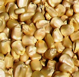 maize_seed