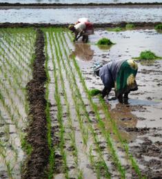 Seminar: Smallholder Rice Development in Tanzania: Is the Japanese Approach Different?