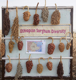 New book sheds light on Ethiopian seed systems
