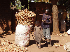 sweet potato farmer, Malawi