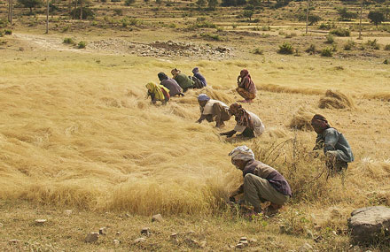 Informing ‘safety nets’ for food insecure Ethiopians