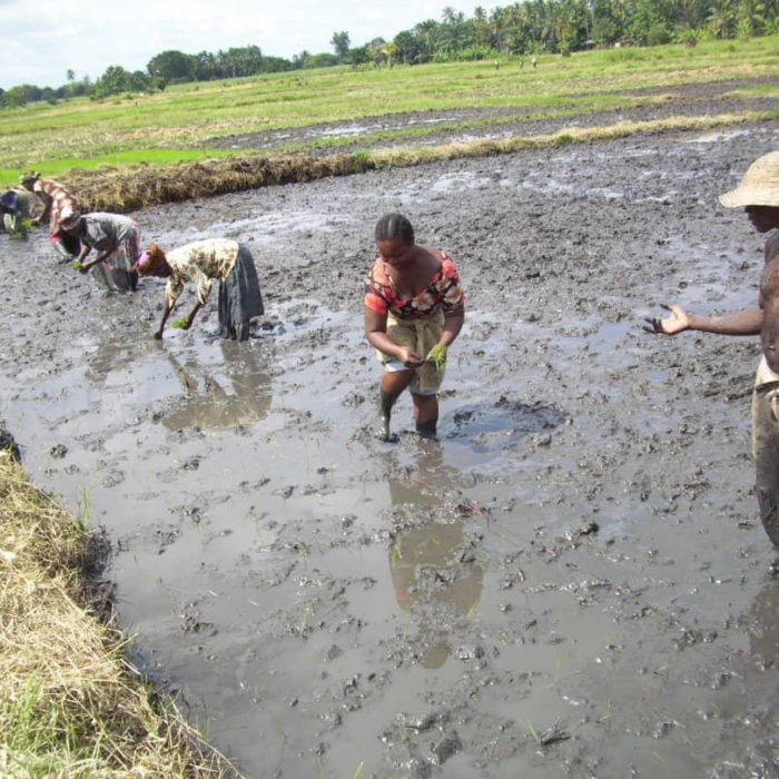 Tanzania, rice, SRI, system of rice intensification, agriculture, farming, farm