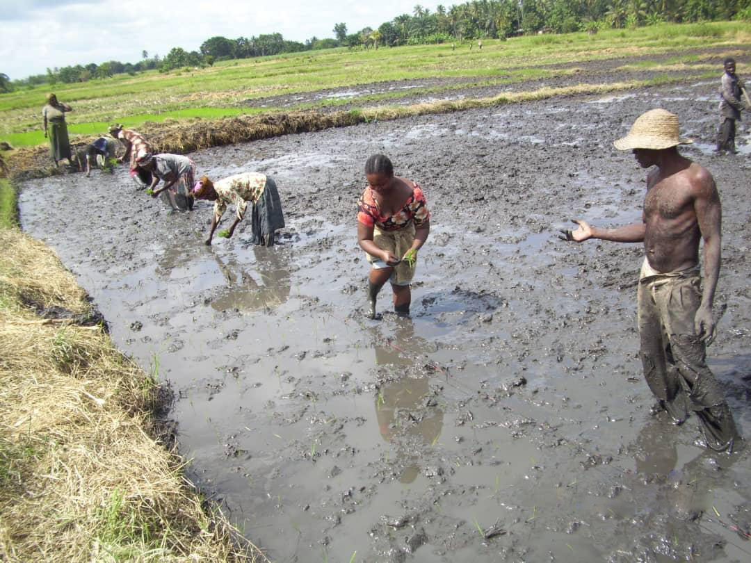 Tanzania, rice, SRI, system of rice intensification, agriculture, farming, farm