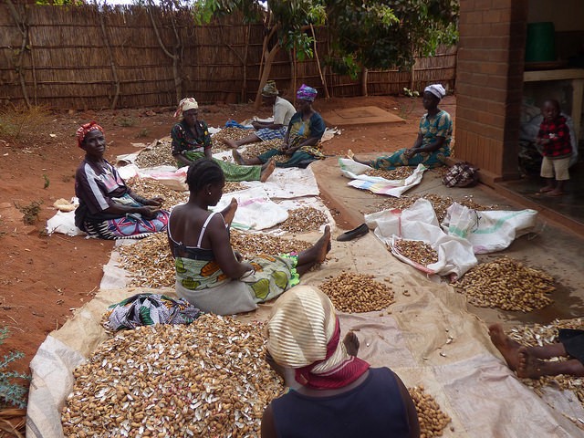 Farmers shelling groundnuts_ Credit Linvell Chirwa