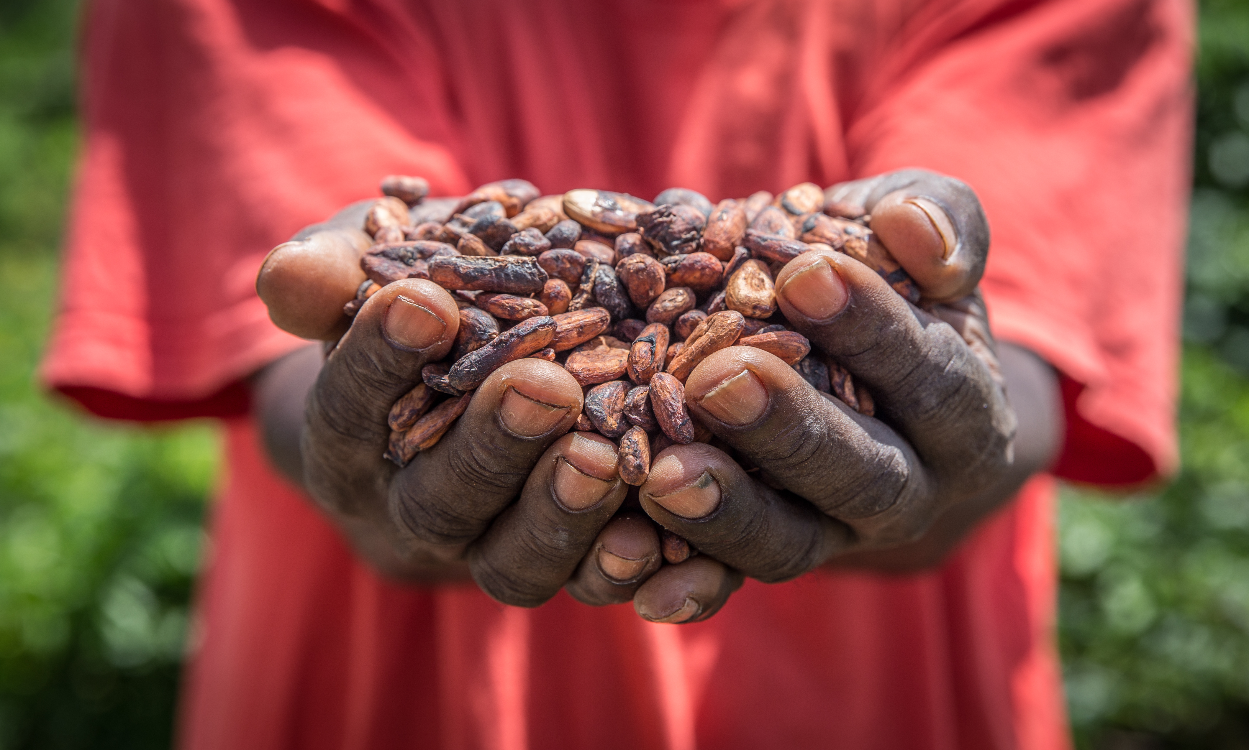 Cocoa Production In Africa