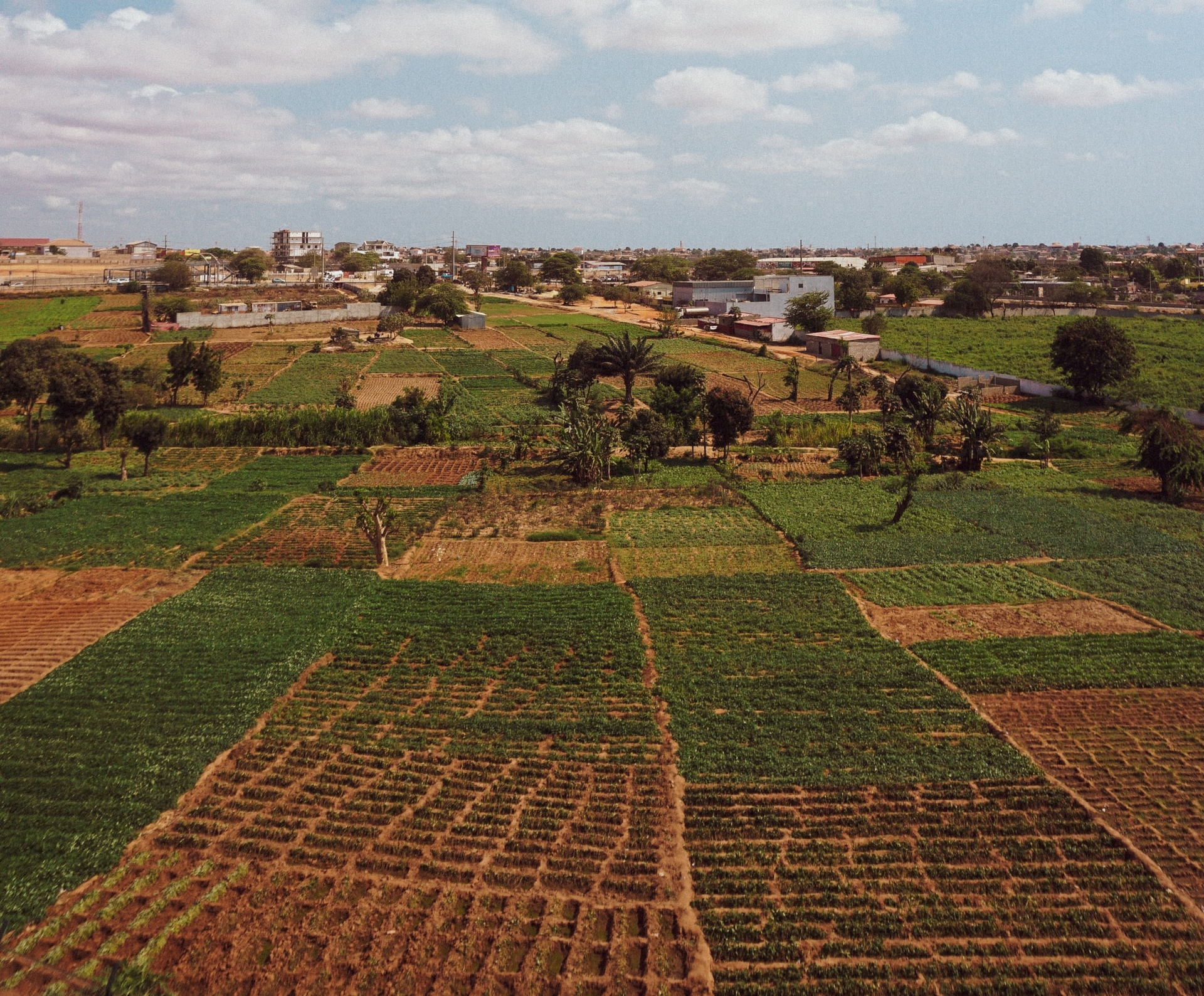 agroforestry india